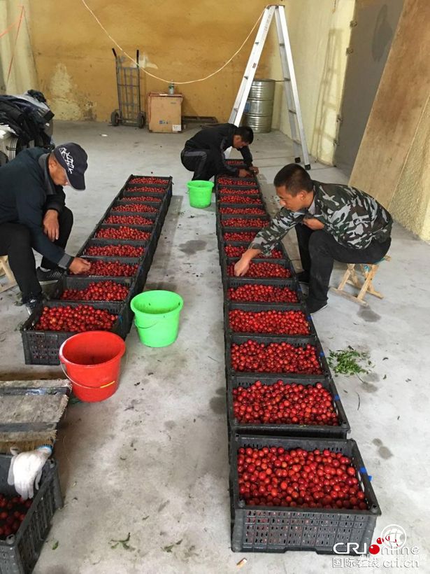 【企业动态+扶贫第一线】东锦集团欧李项目  助力内蒙古科右中旗精准脱贫