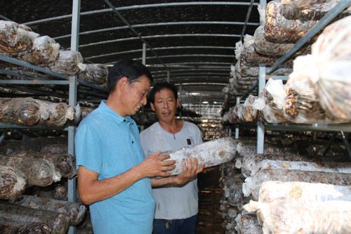 河南南召王广辽：脱贫致富当上村干部 带领群众奔富路