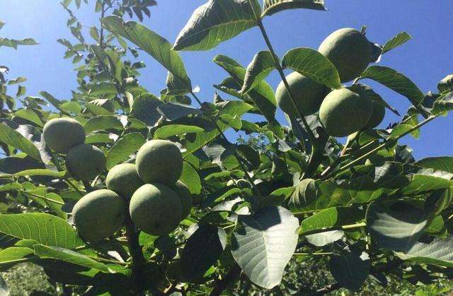 甘肃成县：小核桃撬动扶贫大格局