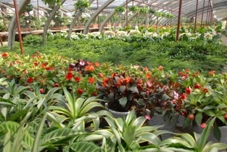 湖北十堰茅箭区：“赏花经济”绘就乡村振兴新画卷