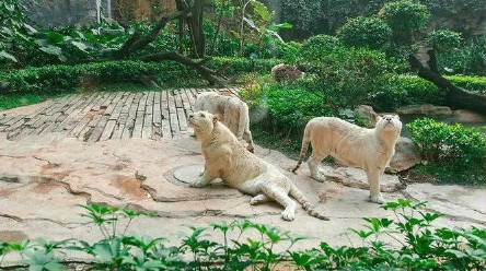 用广发信用卡首付99元 避开暑期人潮去长隆度假