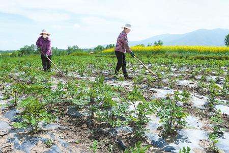甘肃临夏土地“蜕变”：“新庄稼”觅出脱贫出路