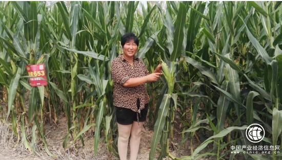 河南省遂平县农民孙连娥：开办种植合作社 成为创业致富带头人