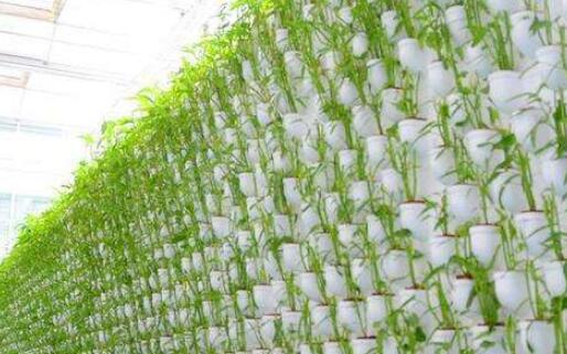 甘肃省酒泉市：​戈壁生态农业蔚成规模