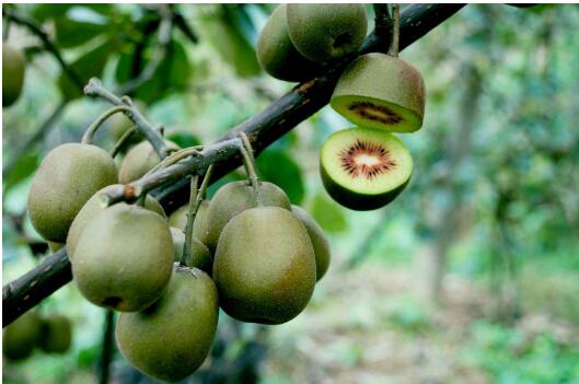 贵州遵义仁怀：“扶贫藤”结“致富果”，幸福花开百姓家