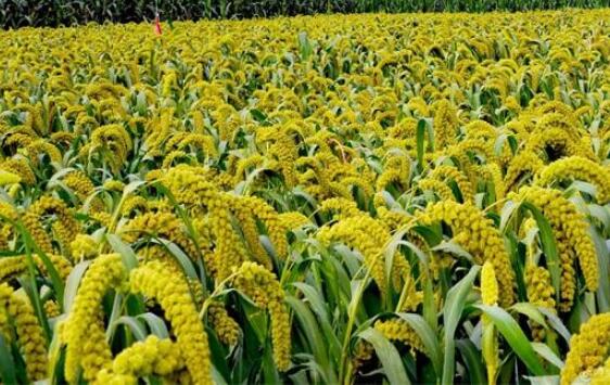 《山西省政策补贴性谷子种植保险行业示范条款》发布