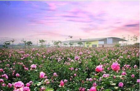 沙漠玫瑰为新疆和田农户铺就脱贫路