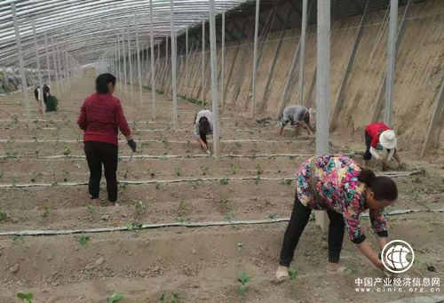 河南省方城县杨楼镇：搭建产业扶贫平台助力脱贫攻坚