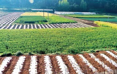 甘肃省酒泉市：农业生产向现代高端迈进