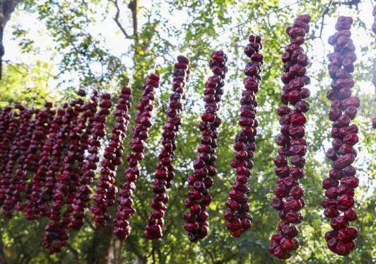 陕西佳县发展特色产业助脱贫：抓住好项目 增收添门路