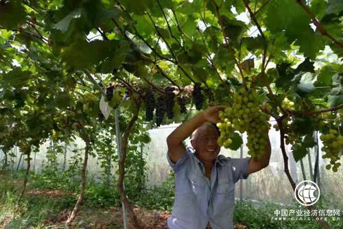 河南省方城县二郎庙镇产业扶贫呈现强劲势头