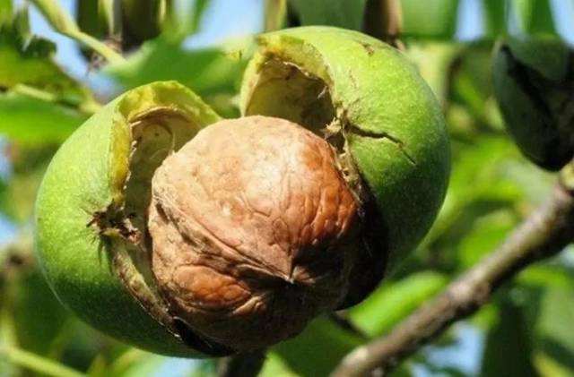 云南永德：一颗核桃长成十亿元产业