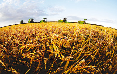 辽宁省今年粮食产量目标500亿斤