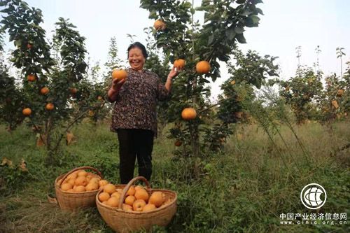 河南南召：废弃矿山结“金果”  喜获丰收笑开颜