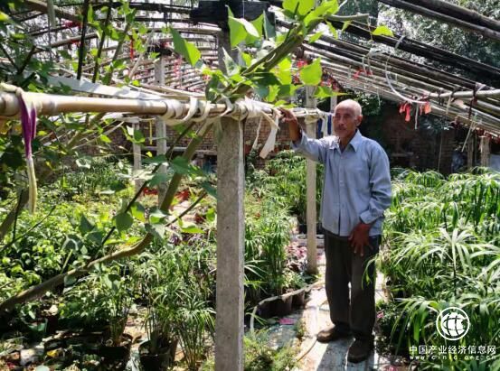 河南省方城县杨集镇八旬贫困户养花致富