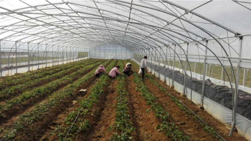 河南省方城县杨集镇：土地刨金助力脱贫