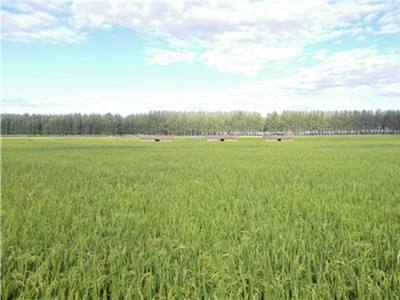 浙江省嵊州市将高起点高标准建设“水稻公园”