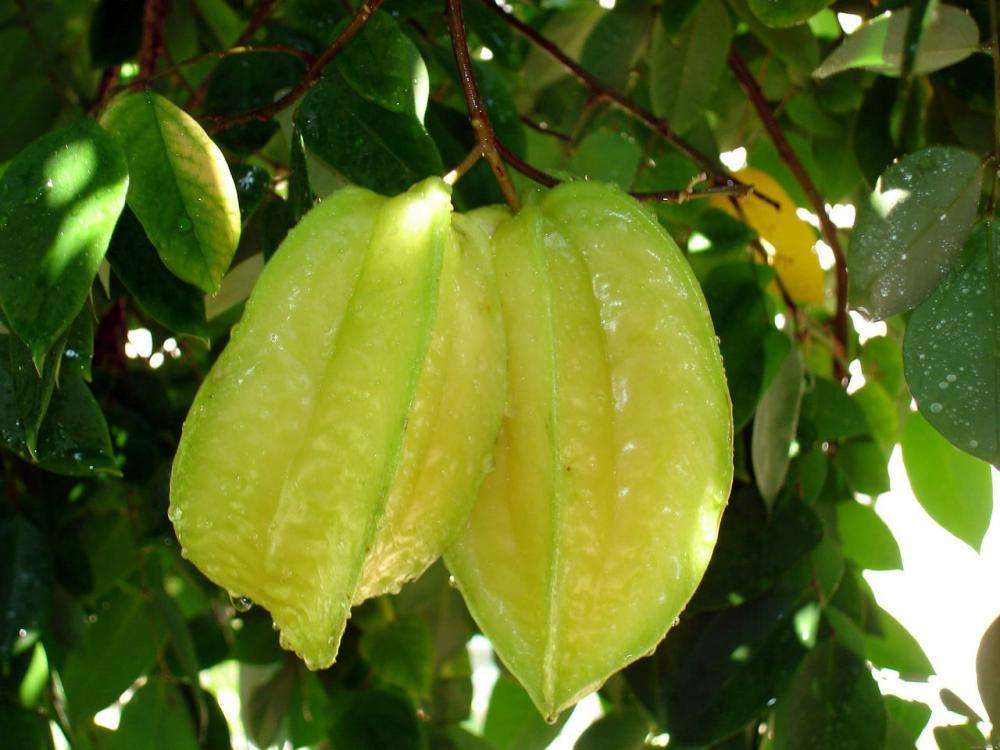 福建云霄县：杨桃变身“致富果”