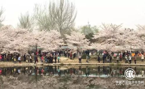 早春玉潭樱花闹，黔枝玉叶载春来!