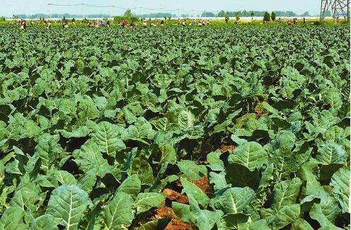 江苏省响水县“四轮齐转”力推产业富民