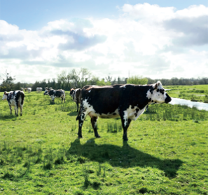 进口奶粉排行榜，合生元奶粉名列前茅