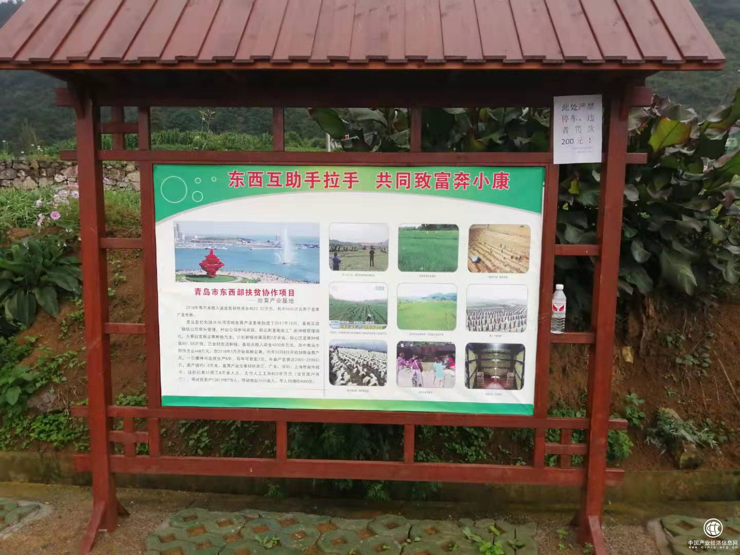 青岛市崂山区东西部扶贫协作助力安顺普定县韭黄产业发展