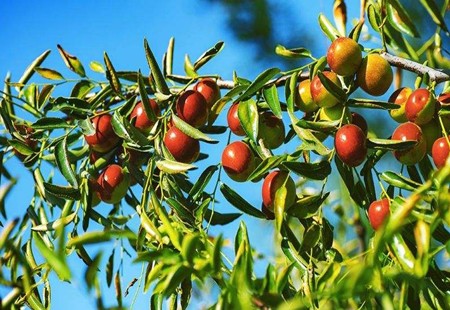 黄河入海口冬枣卖到加拿大