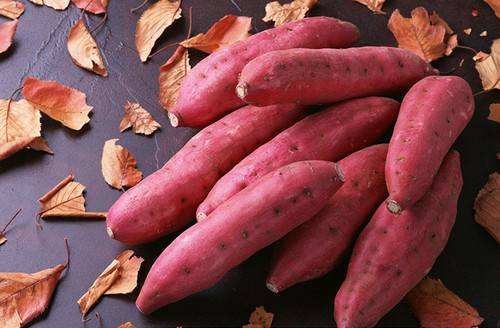 国家甘薯新品种展示和筛选项目落户河北卢龙