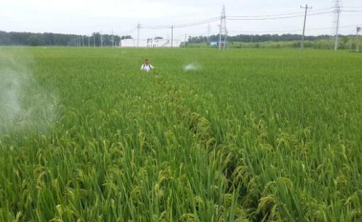 安徽定远：五大特色产业成脱贫“金山”