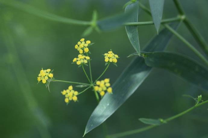 山西方山：地道中药材  致富好“良方”