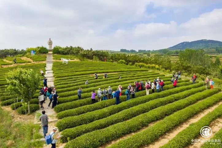 海青镇做足茶文章，趟出产业振兴新路子  