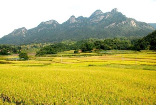 “大国粮仓”的安徽贡献