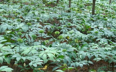 云南文山州：“文山三七”全产业链格局初步形成