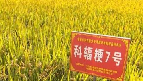 我国科研人员培育出可生态还田的新型“脆秆水稻”