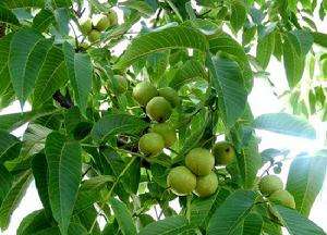 云南武定：核桃树成为脱贫致富“绿色银行”