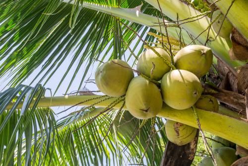 海南建立推进椰子产业发展联席会议制度