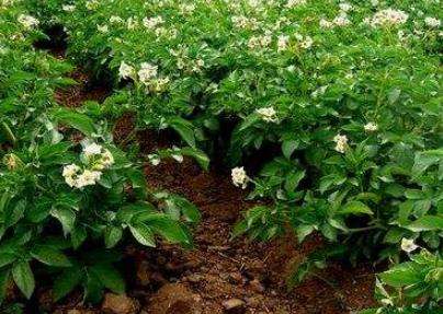 云南芒市：冬马铃薯开出“脱贫致富花”