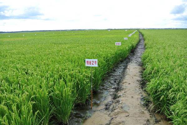 黑龙江肇源县：发力做强大米产业 向优质高端进军