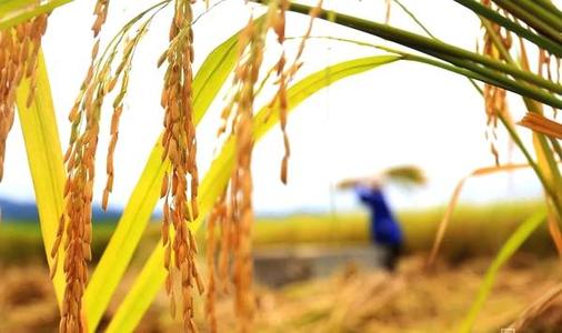 临沂“中国好粮油”启动 6个项目将建成样板工程