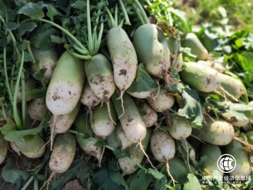 刘老汉一家全靠家里的10亩菜地维持生计,眼看着收获5万斤青萝卜,却