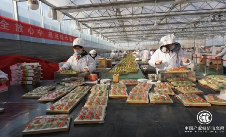 “历城草莓” 香飘大江南北