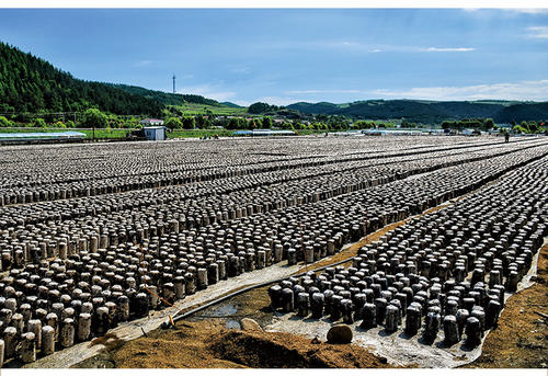 黑龙江东宁黑木耳品牌叫响国内外