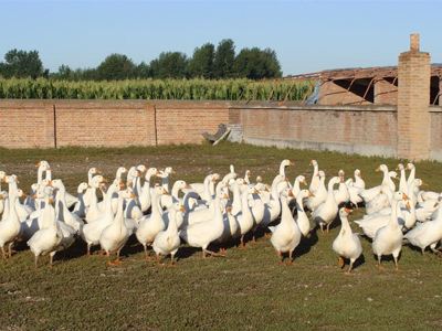 吉林省无抗畜禽养殖促进畜牧业绿色发展