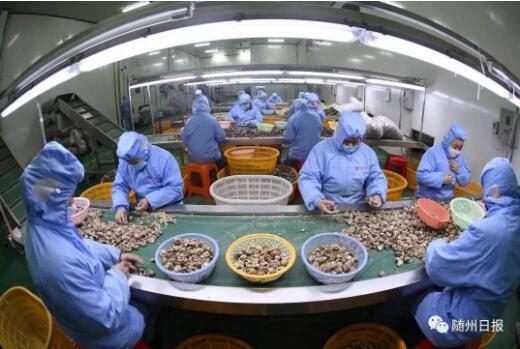 湖北随州香菇成“致富菇” 从业30万人年产值300亿