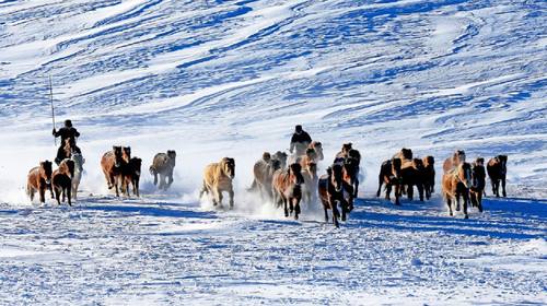 金山有了“新金矿”：阿勒泰的冰雪跃迁