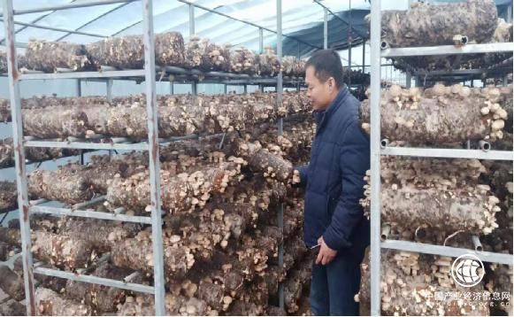 河南省南召县板山坪镇香菇产业奏响富民曲