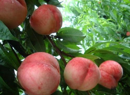 蒙阴蜜桃等列中国区域农业品牌影响力十强