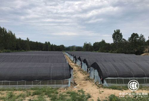 河南省南召县南河店镇：“党建担当”让脱贫攻坚更有力量