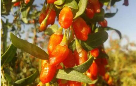 消费扶贫让青海特色农产品“俏”起来