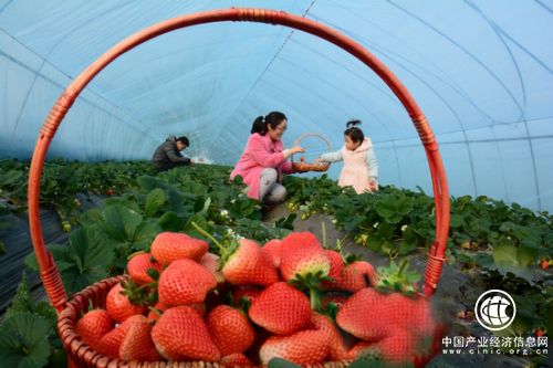 郯城县郯城街道“富硒”草莓迎来“采摘季”